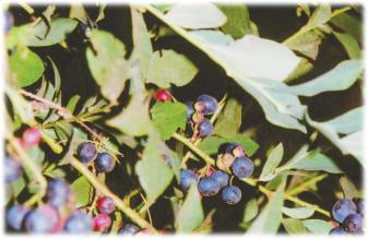 Blue Berries